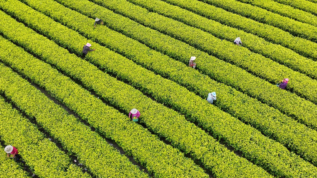 江西吉安：茶农忙着采摘黄金茶