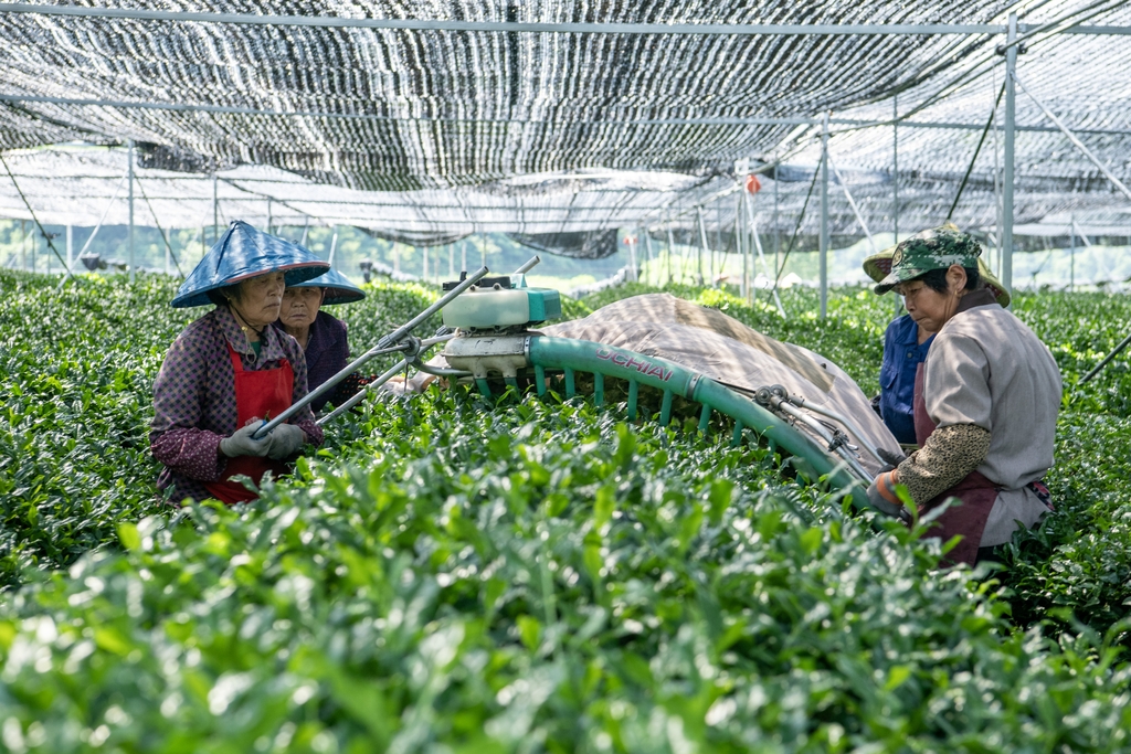 浙江绍兴：抹茶采收忙