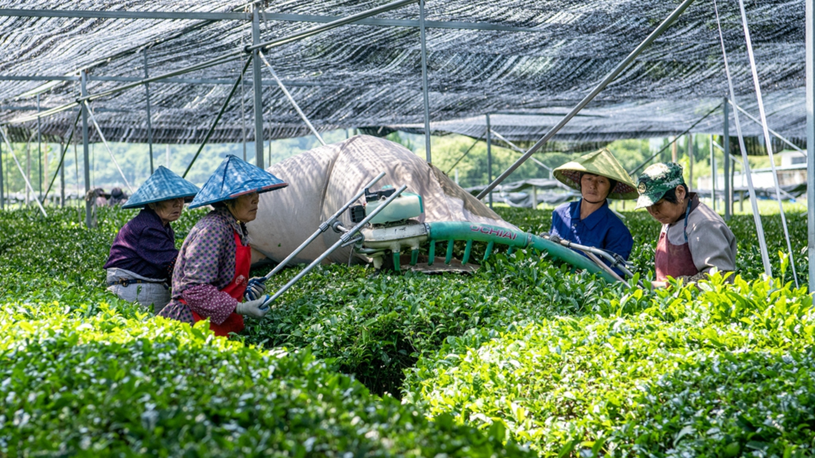 浙江绍兴：抹茶采收忙