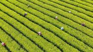 江西吉安：茶农忙着采摘黄金茶
