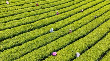 江西吉安：茶农忙着采摘黄金茶