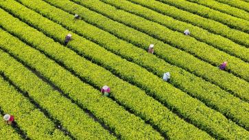 江西吉安：茶农忙着采摘黄金茶