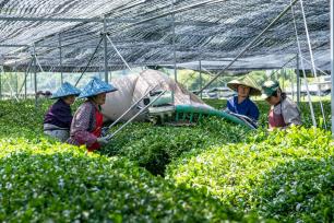 浙江绍兴：抹茶采收忙