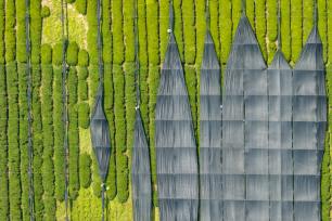 浙江绍兴：抹茶采收忙