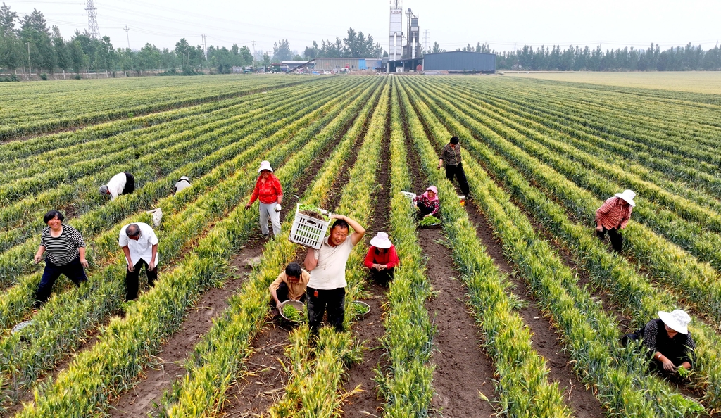 安徽亳州：农民在麦田套种辣椒