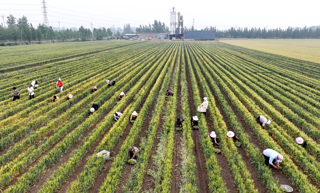 安徽亳州：农民在麦田套种辣椒