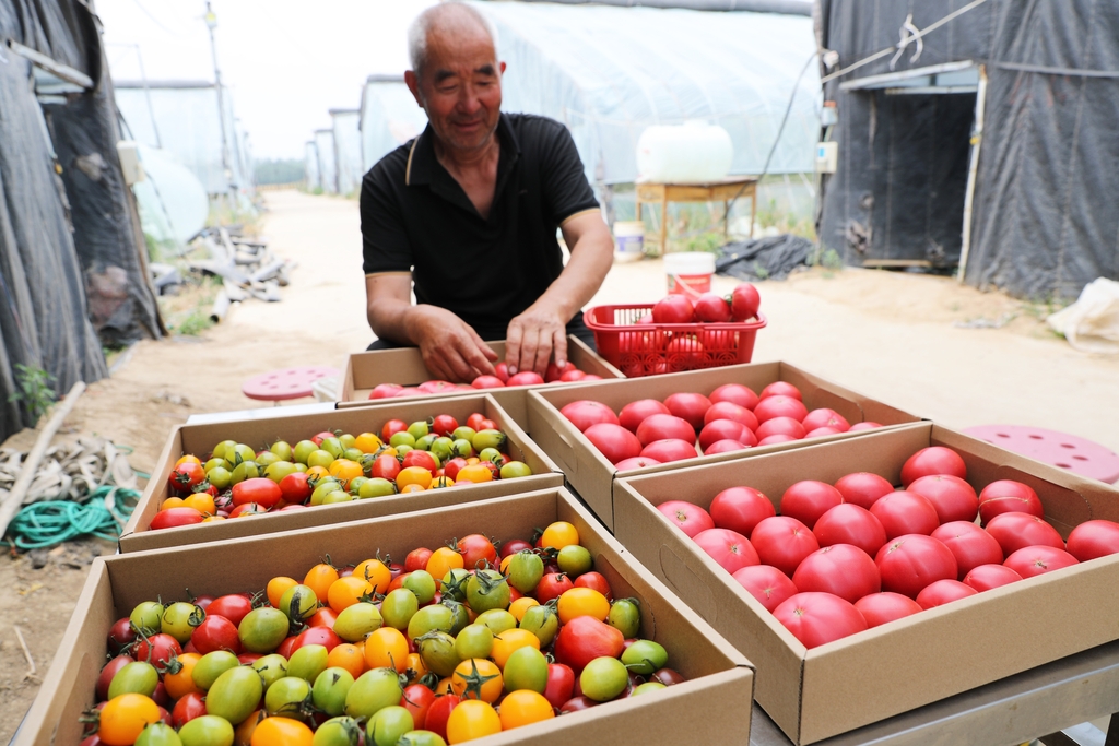河南许昌：村民采摘番茄并装箱