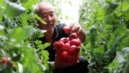 河南许昌：村民采摘番茄并装箱