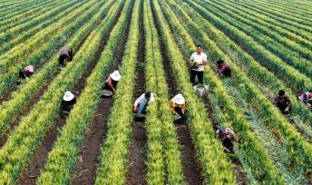 安徽亳州：农民在麦田套种辣椒