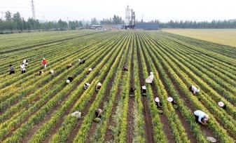 安徽亳州：农民在麦田套种辣椒