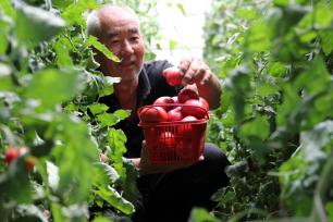 河南许昌：村民采摘番茄并装箱