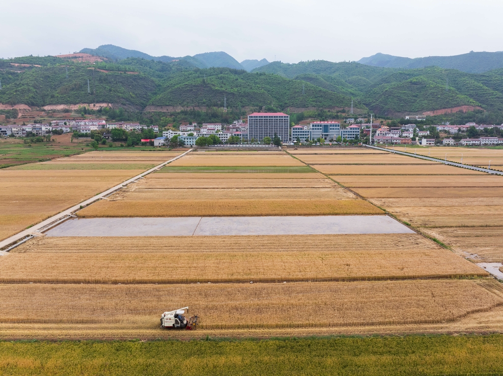 湖北保康：小麦收割忙 田间“丰”景好