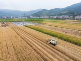 湖北保康：小麦收割忙 田间“丰”景好