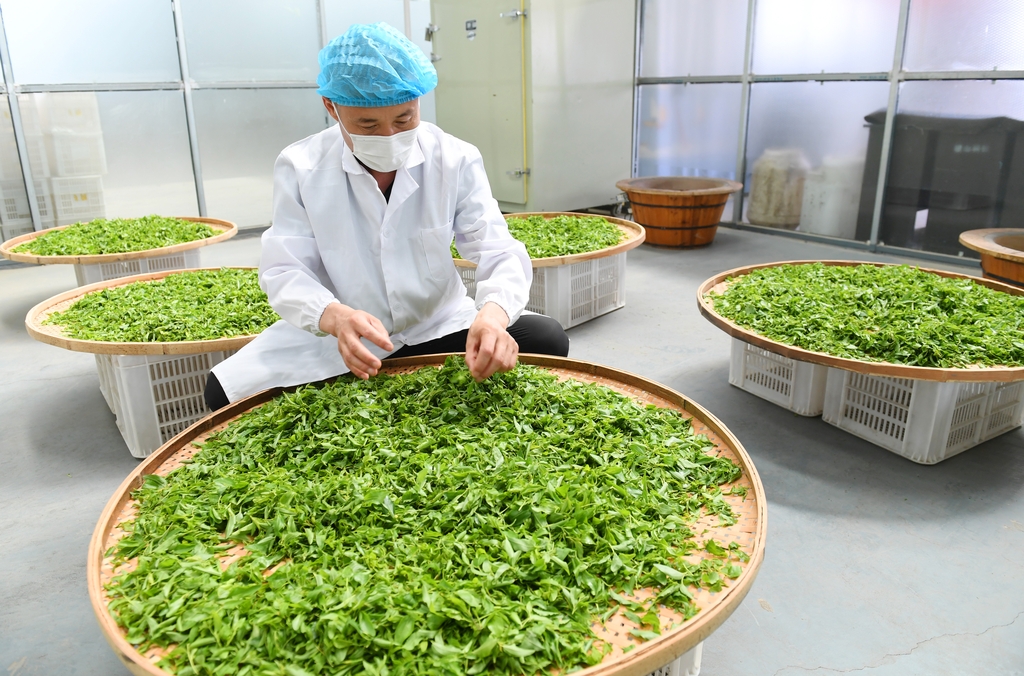 山西运城：工人加工制作板枣芽茶
