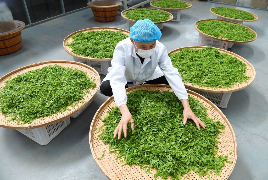 山西运城：工人加工制作板枣芽茶
