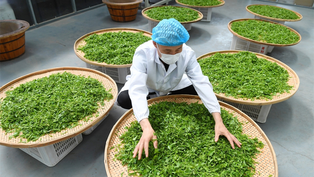 山西运城：工人加工制作板枣芽茶