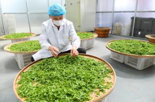 山西运城：工人加工制作板枣芽茶