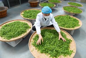 山西运城：工人加工制作板枣芽茶