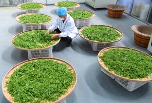 山西运城：工人加工制作板枣芽茶