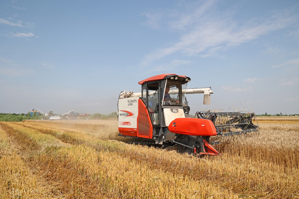 安徽农垦：小麦开镰抢收忙