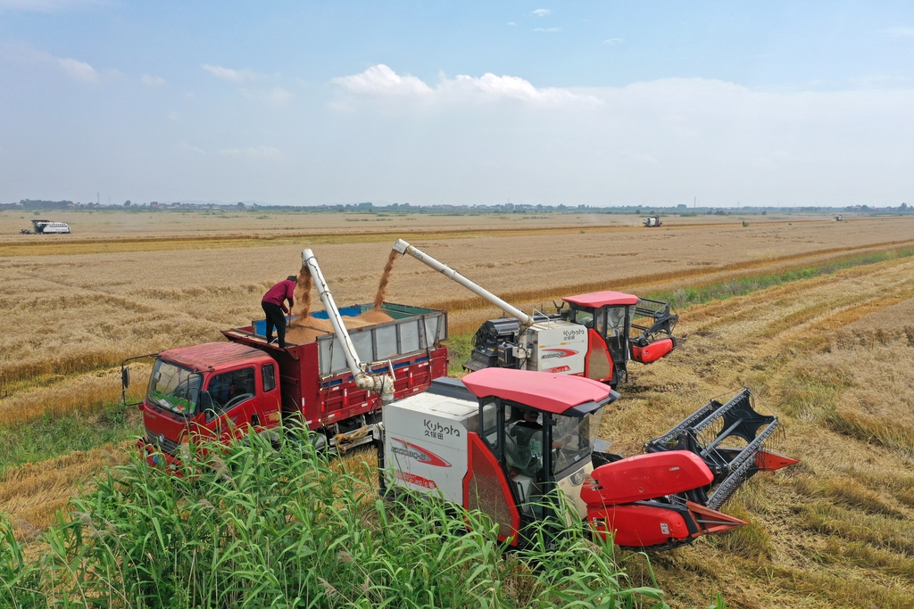 安徽农垦：小麦开镰抢收忙