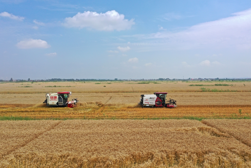 安徽农垦：小麦开镰抢收忙