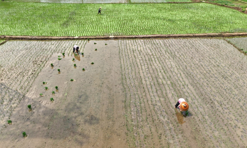 初夏时节 湖南邵东插秧忙