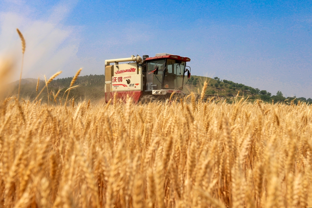 安徽淮北：小麦开镰收获忙