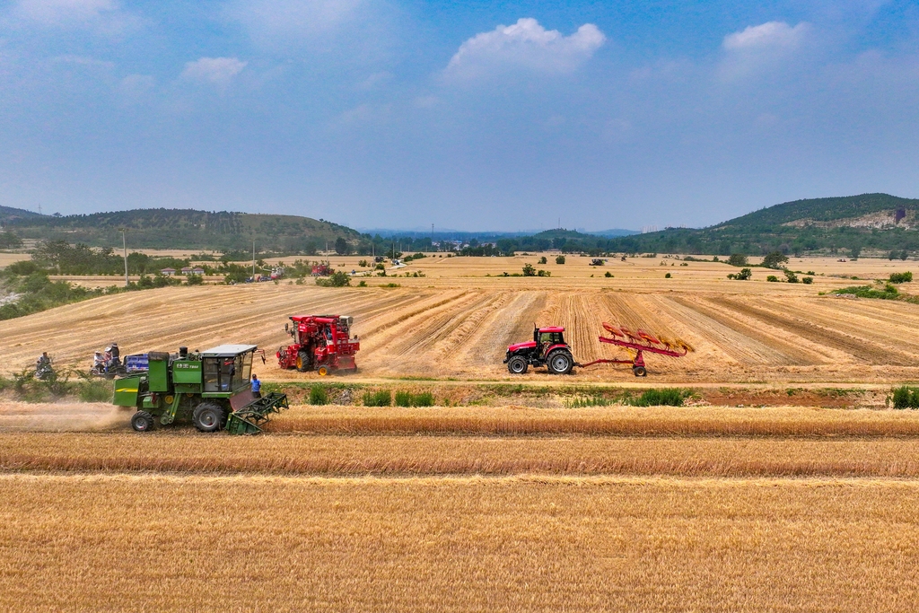安徽淮北：小麦开镰收获忙