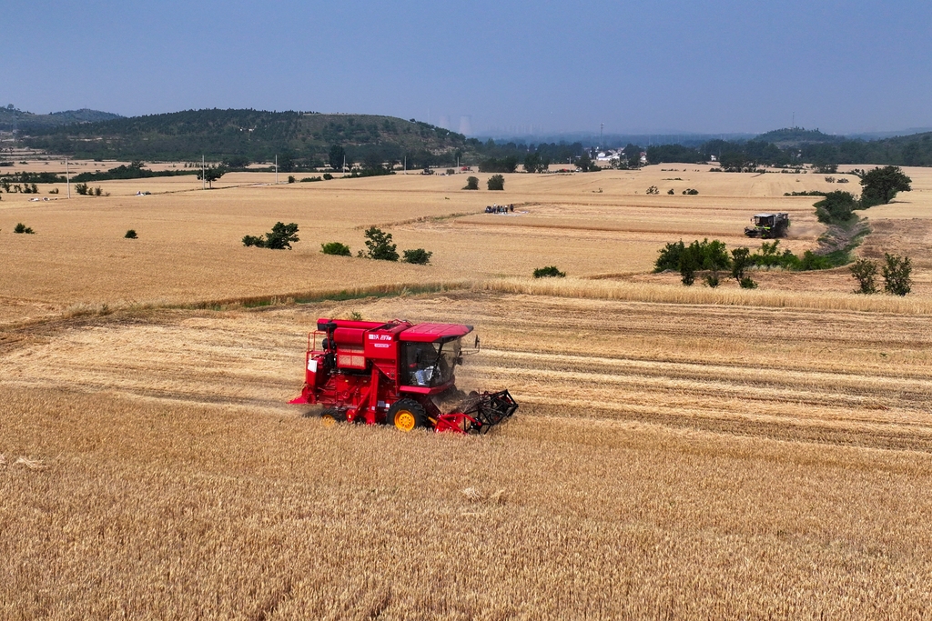 安徽淮北：小麦开镰收获忙