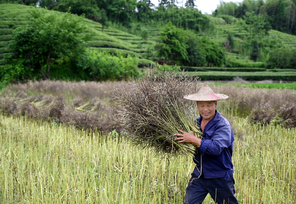 浙江金华：雨停间隙抢收油菜籽