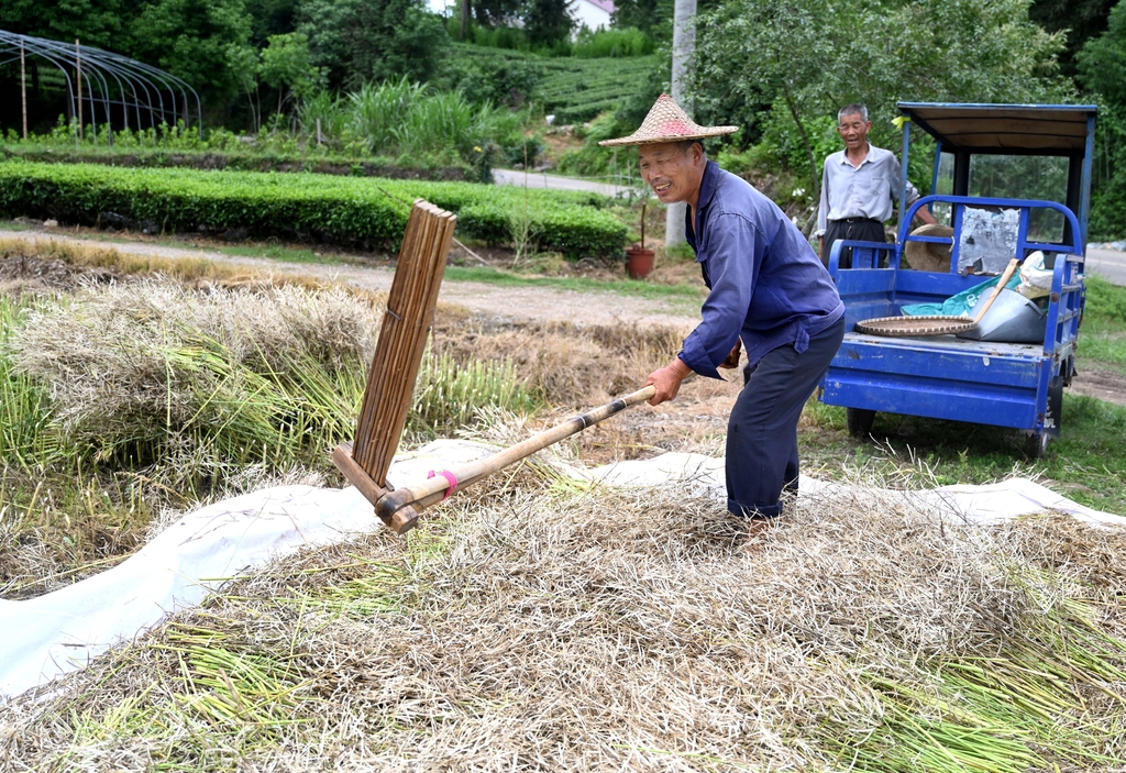 浙江金华：雨停间隙抢收油菜籽