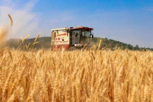 安徽淮北：小麦开镰收获忙