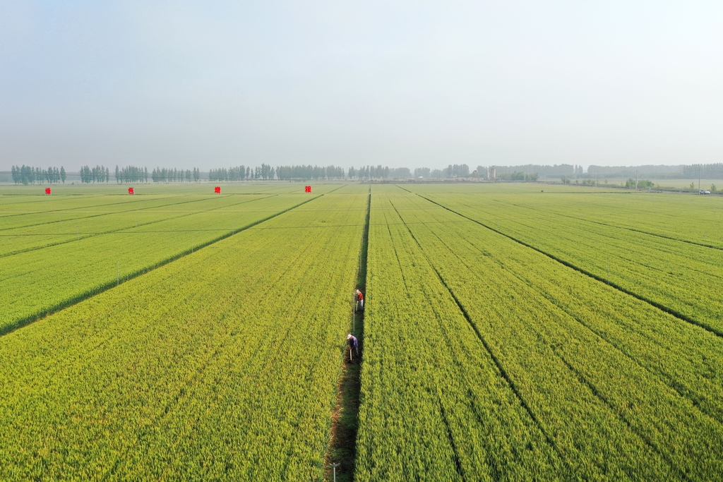 小满时节 山东青岛农事忙