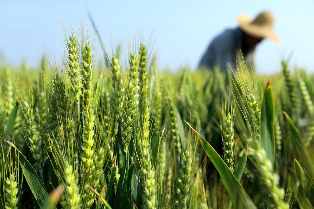 小满时节 山东青岛农事忙