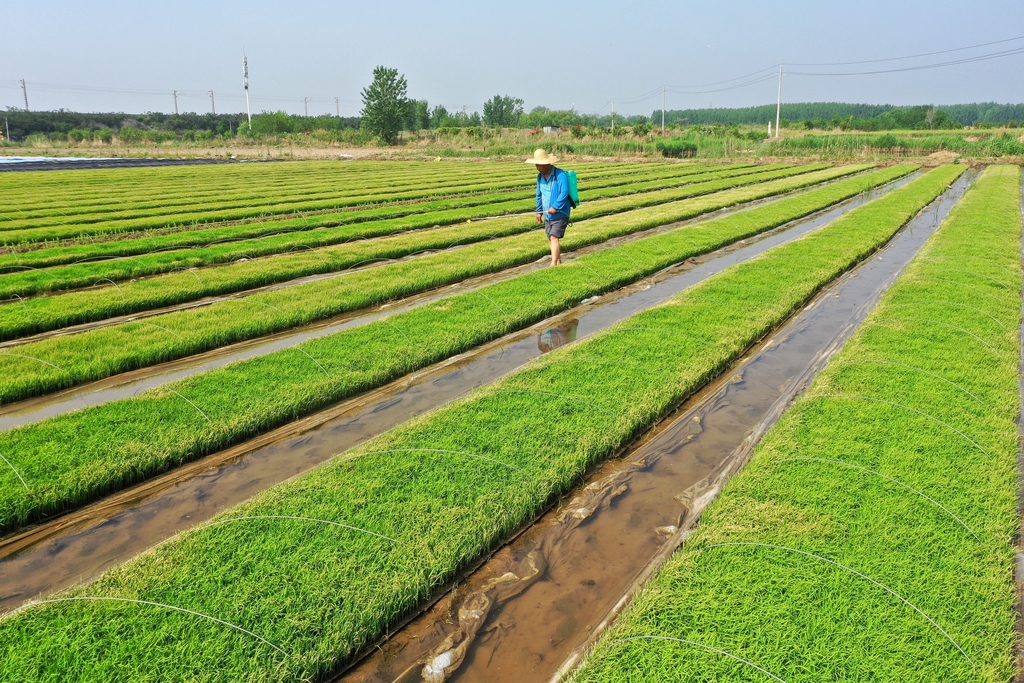 小满时节 山东青岛农事忙