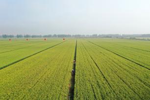 小满时节 山东青岛农事忙