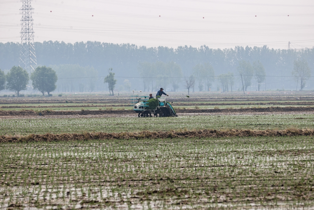 辽宁沈阳：水稻插秧忙