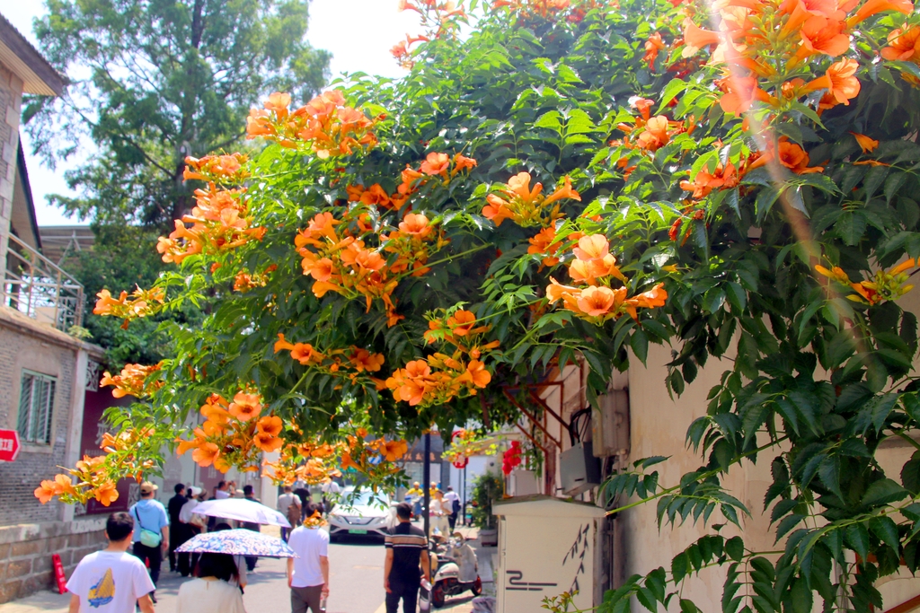 江苏苏州：凌霄花盛开 老街添新景