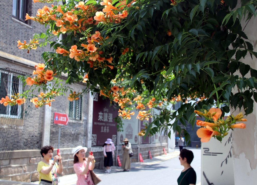江苏苏州：凌霄花盛开 老街添新景