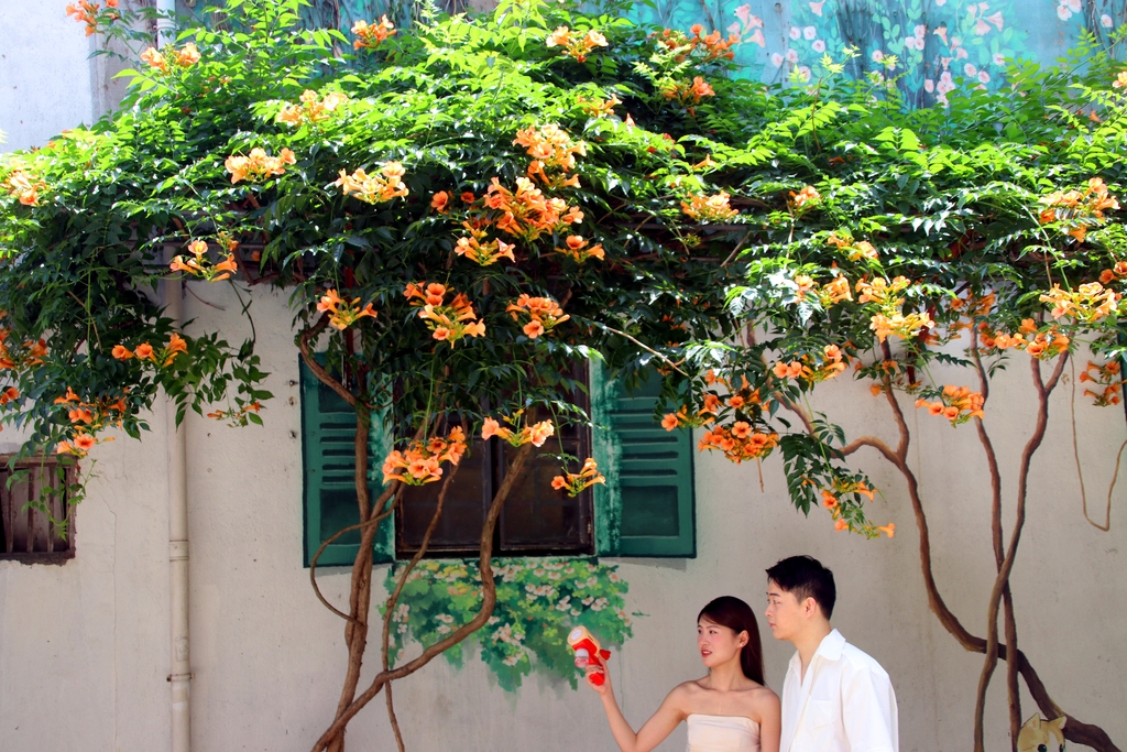 江苏苏州：凌霄花盛开 老街添新景