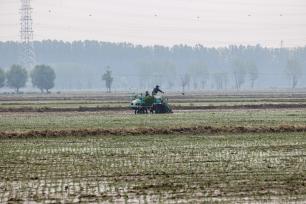 辽宁沈阳：水稻插秧忙