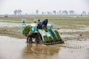 辽宁沈阳：水稻插秧忙