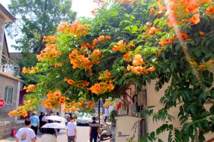 江苏苏州：凌霄花盛开 老街添新景