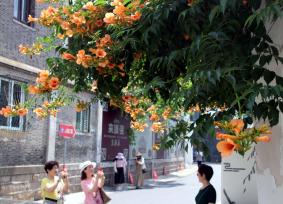 江苏苏州：凌霄花盛开 老街添新景