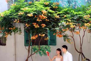 江苏苏州：凌霄花盛开 老街添新景