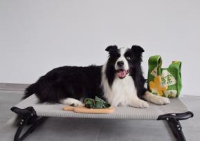 端午节临近 长春商家推出“宠物粽子”