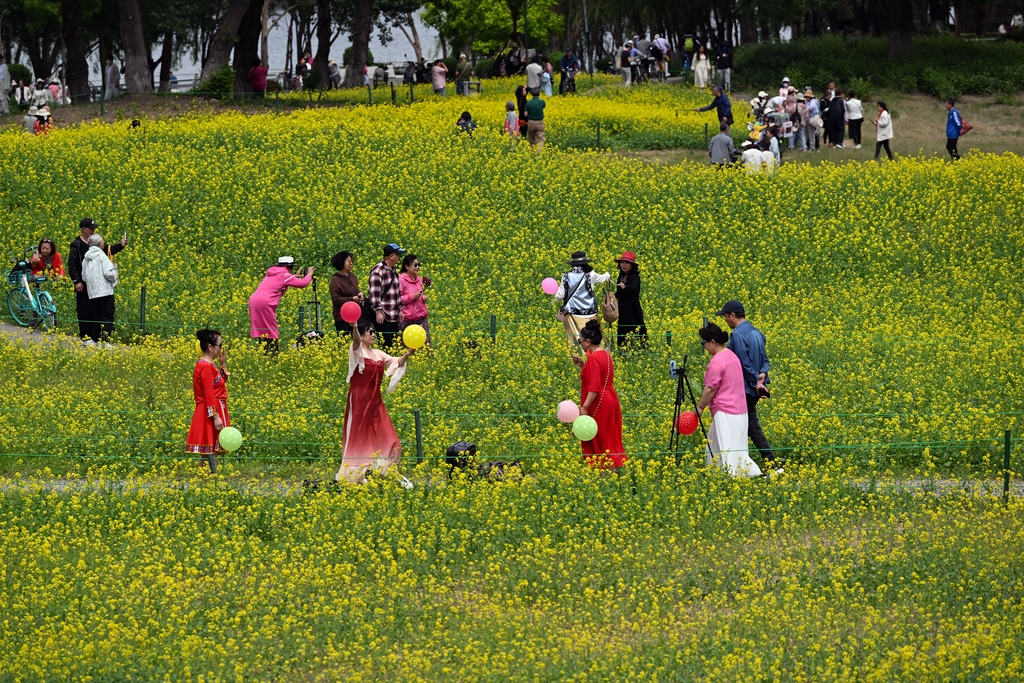 辽宁沈阳：油菜花开引客来