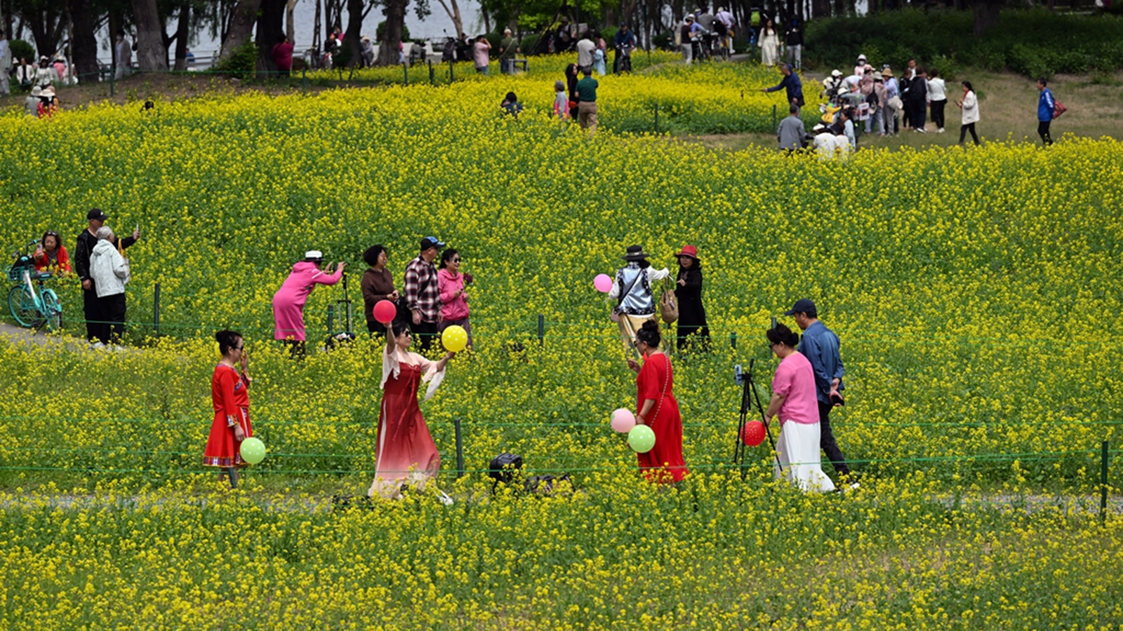 辽宁沈阳：油菜花开引客来