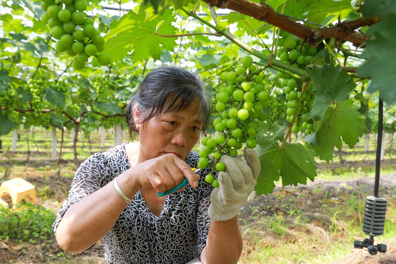 江西吉安葡萄管护忙 产业促增收